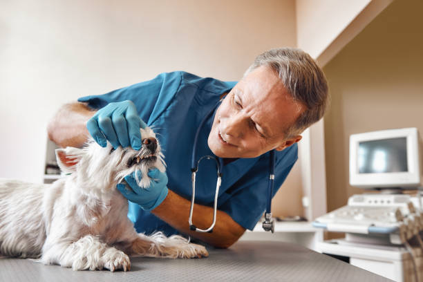 Best Emergency Gum Treatment in Saybrook Manor, CT